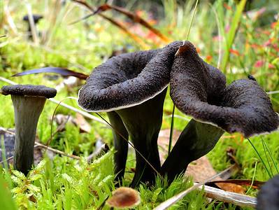 A Types of Black Mushrooms
