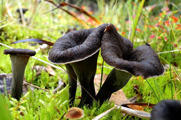 Black Trumpet, Horn of plenty, Craterellus cornucopioides fallax growing in the woods. These black chanterelles are delicious gourmet food