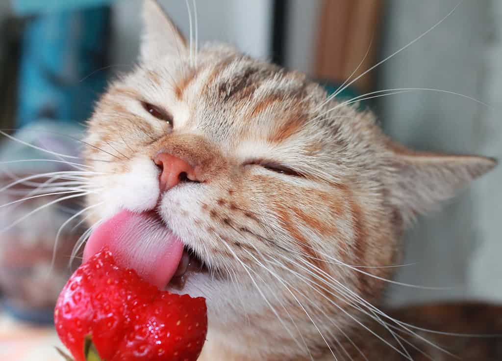 Cat eating a strawberry