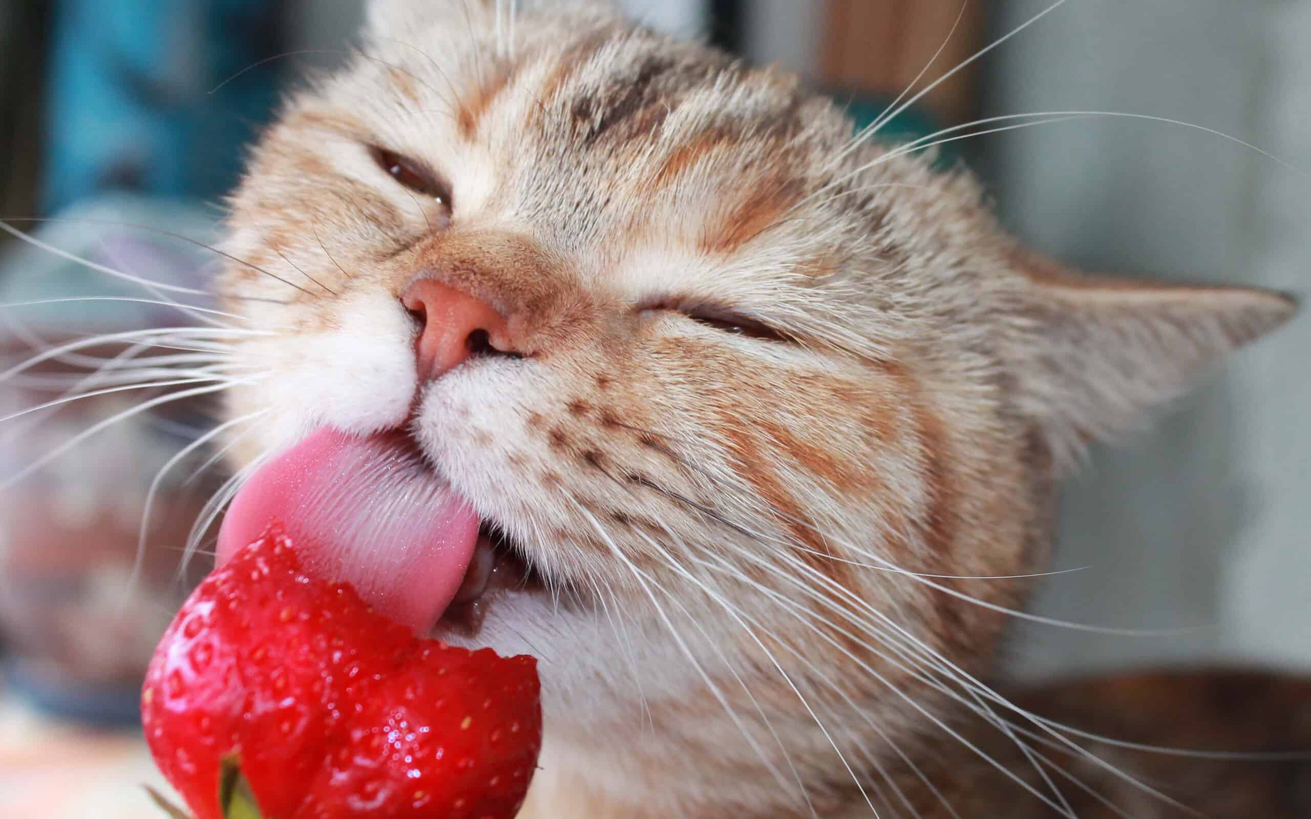 Cat eating a strawberry