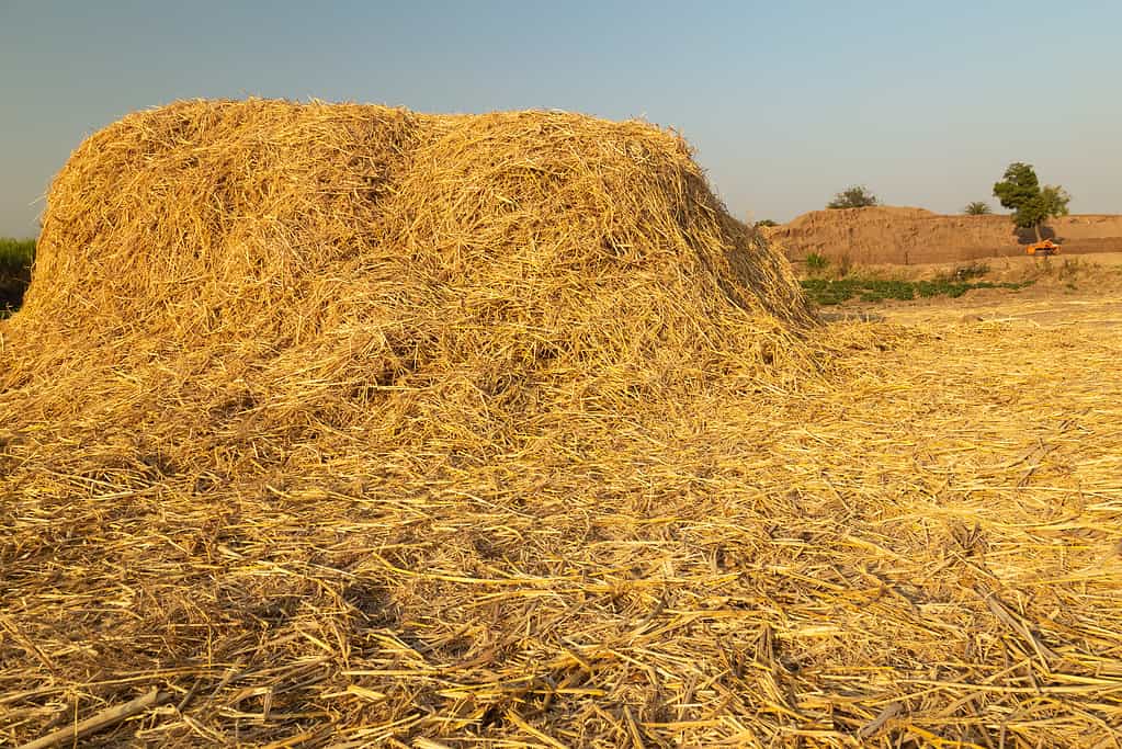 Rice-Straw Mushroom Production