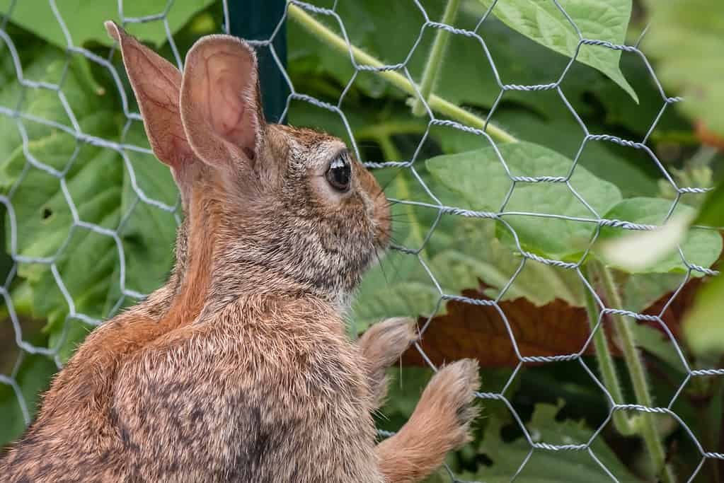 A rabbit stands up and leans on a garden fence, looking into the green garden helplessly.