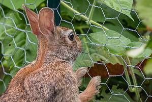 11 Plants That Repel and Keep Rabbits Out of Your Yard Picture