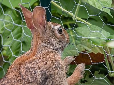 A 11 Plants That Repel and Keep Rabbits Out of Your Yard