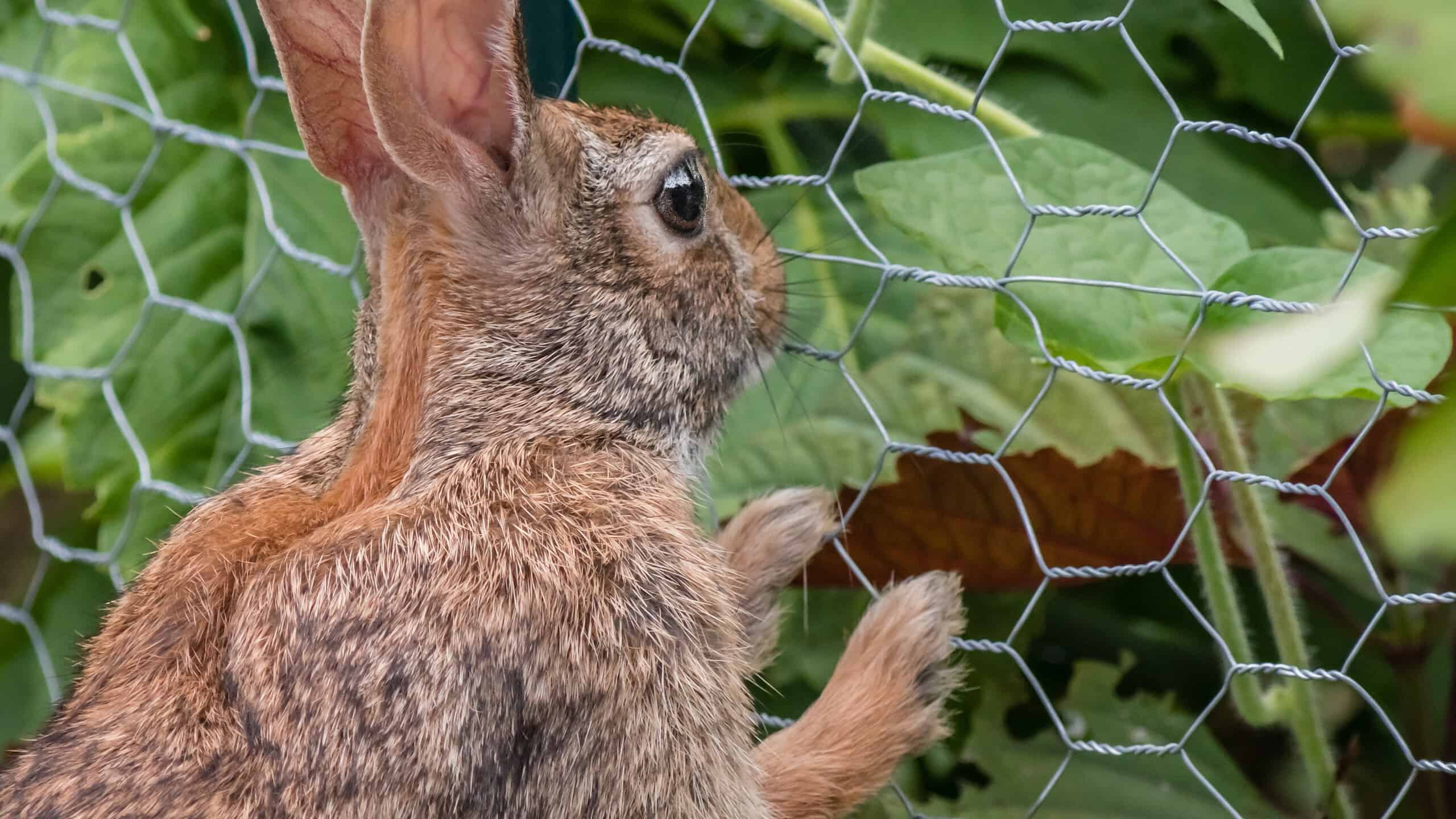 A rabbit stands up and leans on a garden fence, looking into the green garden helplessly.