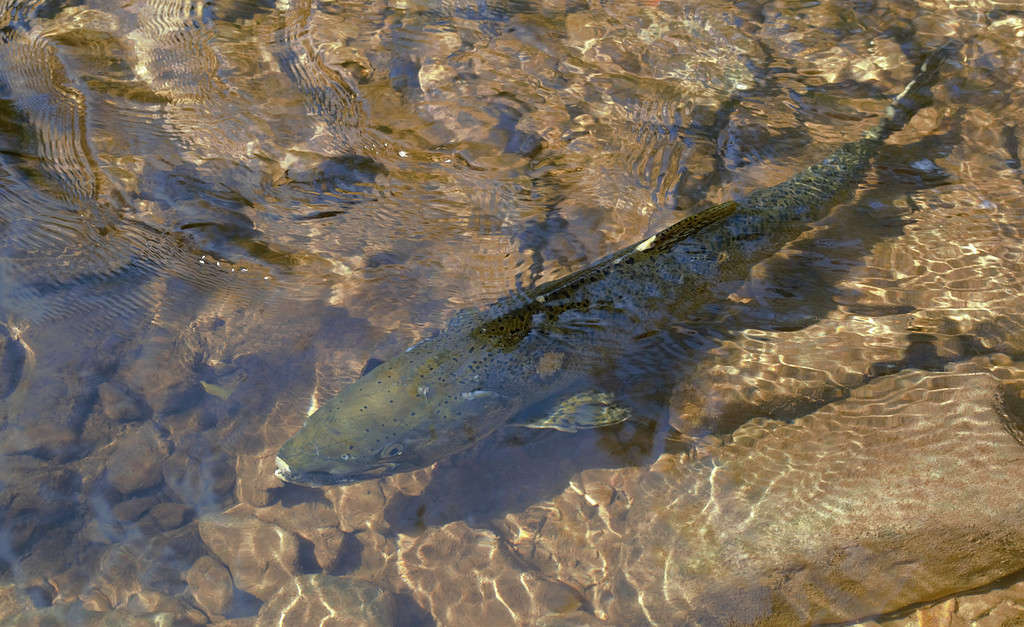 Salmon in Sydenham River