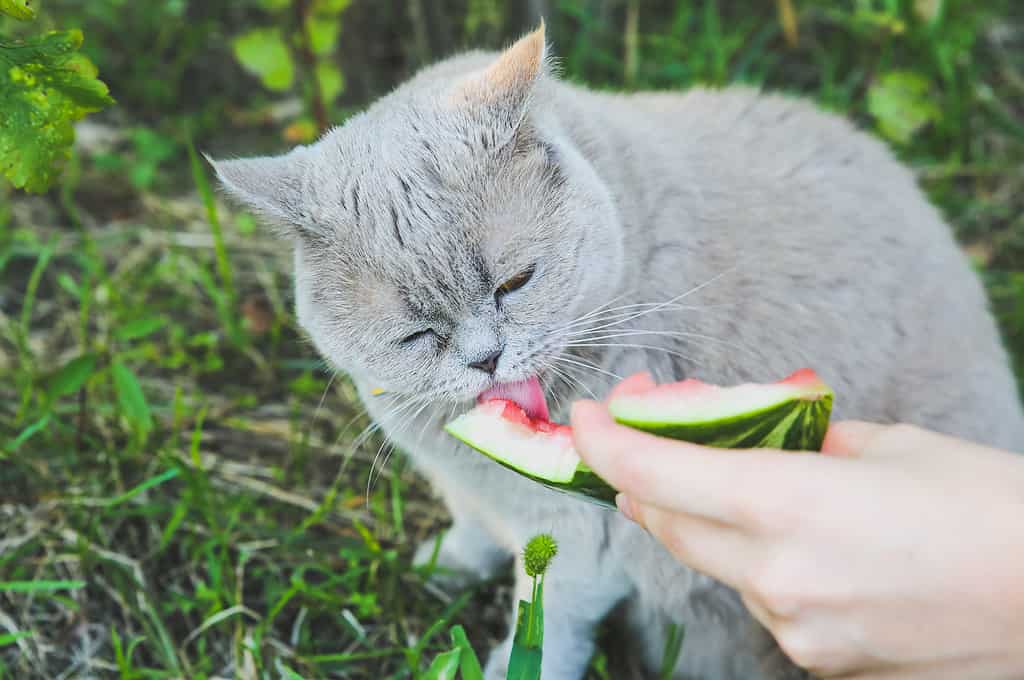 Cat eating watermelon