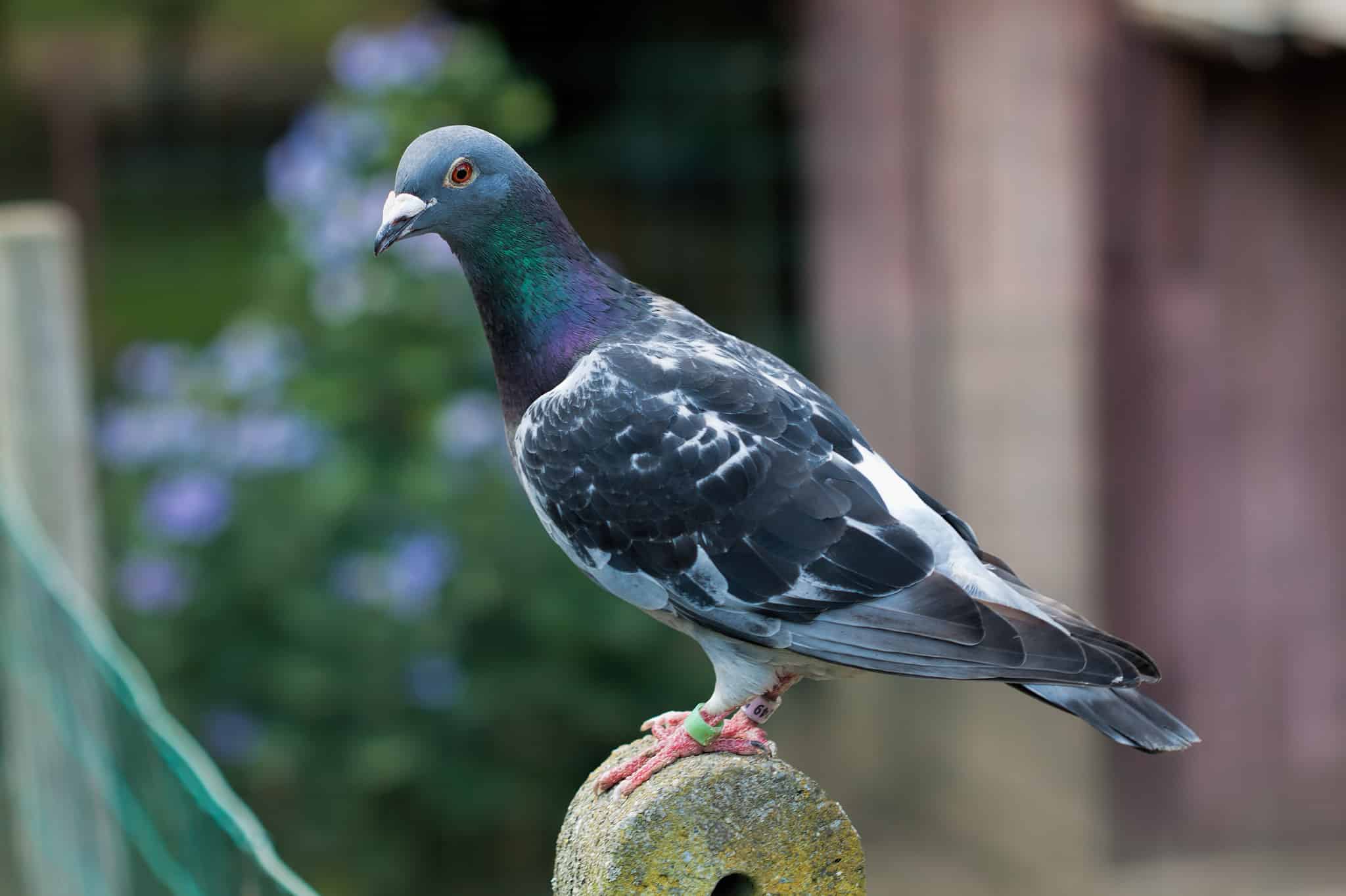 Discover the Highest Price Ever Paid for a Racing Pigeon - A-Z Animals