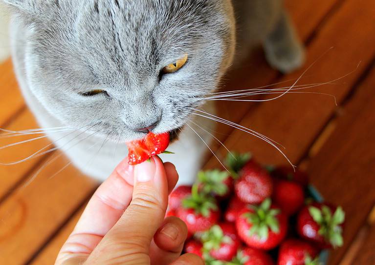 Cat eating a strawberry