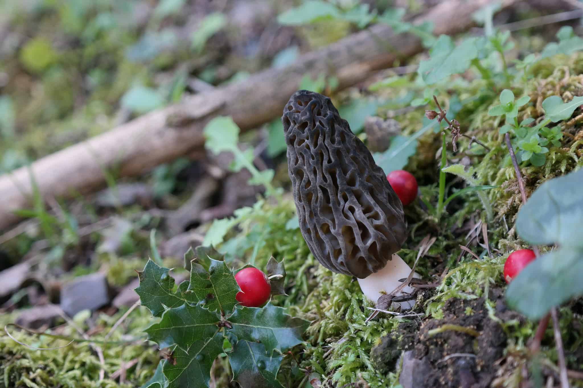 Types of Black Mushrooms - A-Z Animals