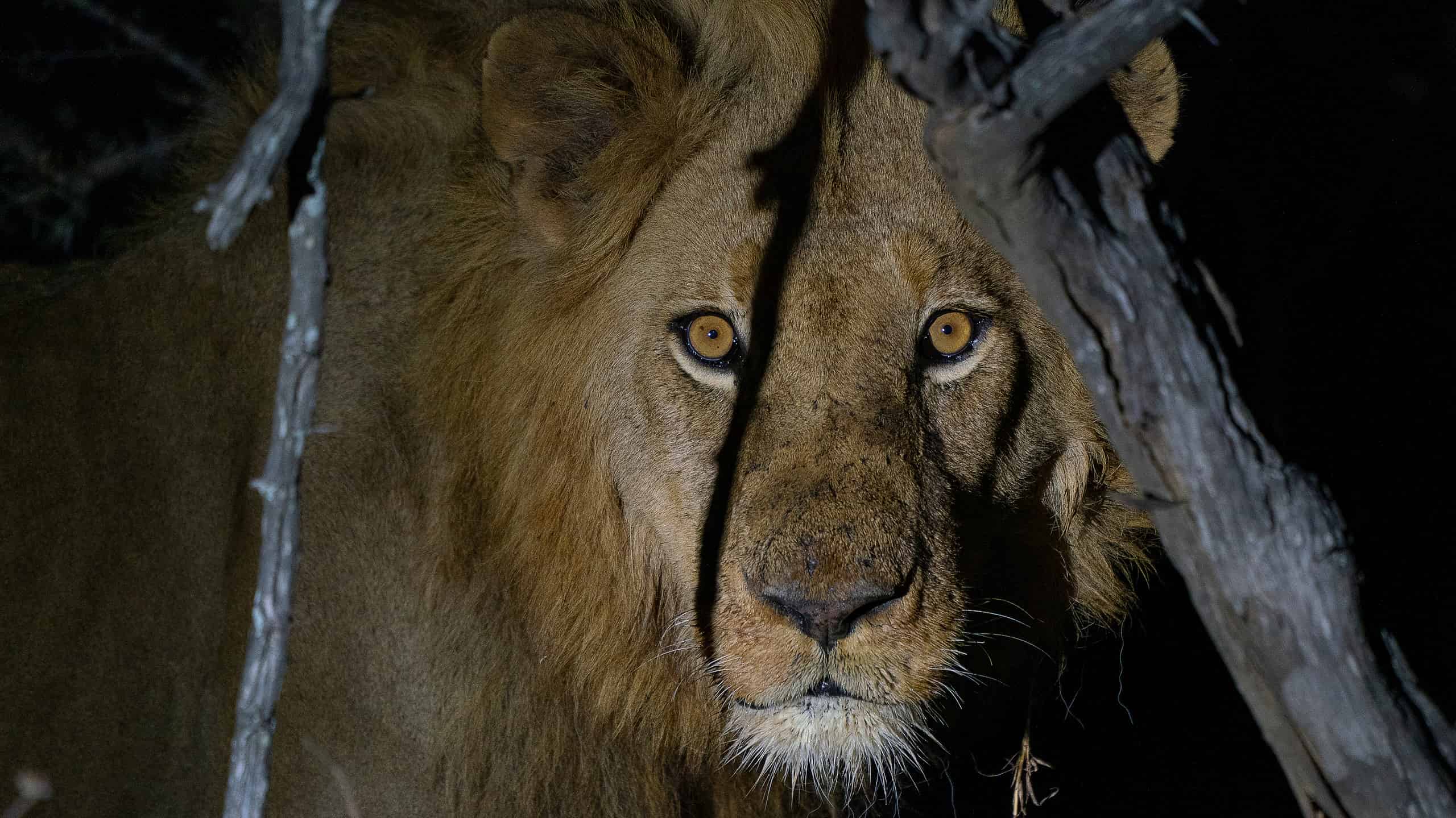 Male lion at night