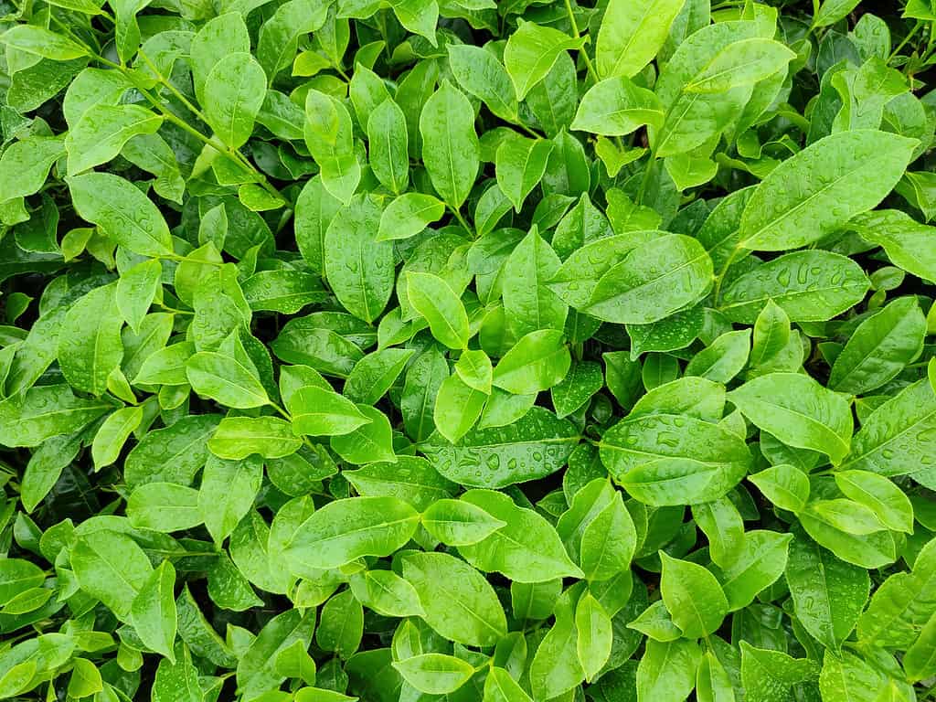 Fresh Camellia sinensis (tea) leaves after rain