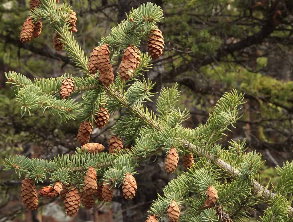 Englemann spruce (Picea engelmannii)