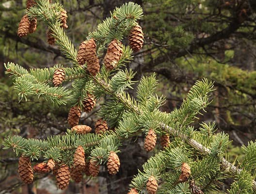 The 15 Most Iconic Trees Native to Montana - A-Z Animals