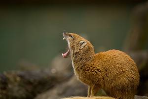 Yellow Mongoose Casually Dodges a Cobra’s Strike Before Diving In For a Lethal Chomp Picture