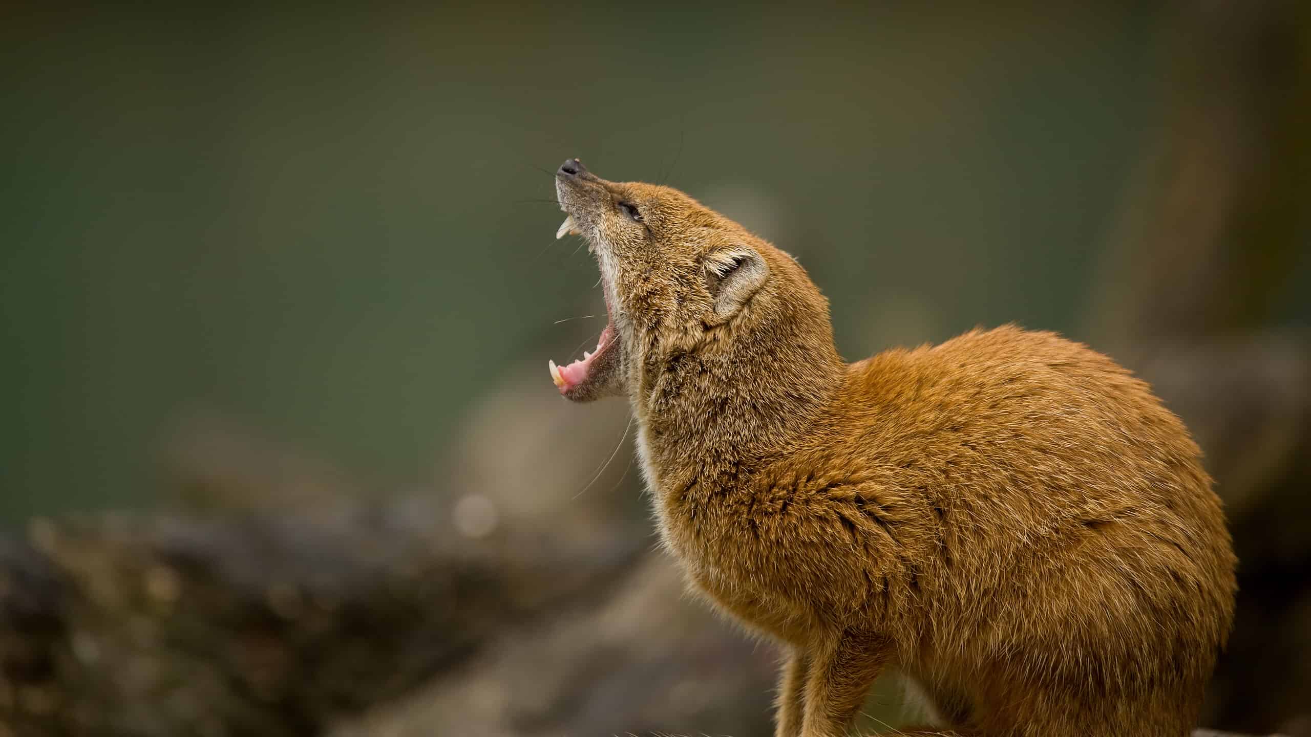 Yellow mongoose yawning