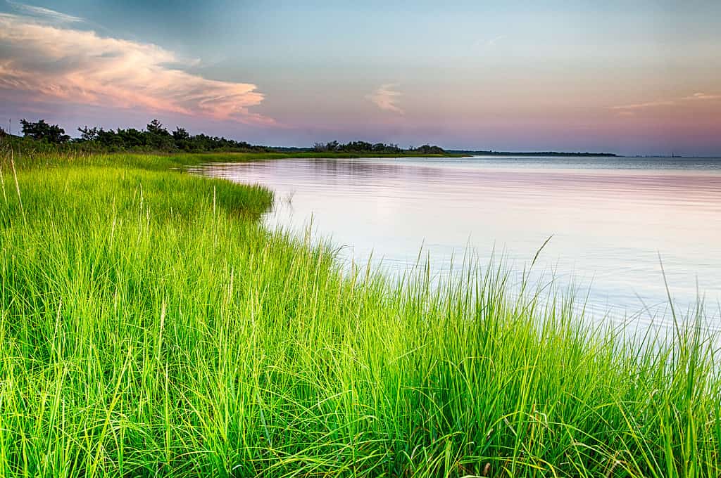 Cape Fear River