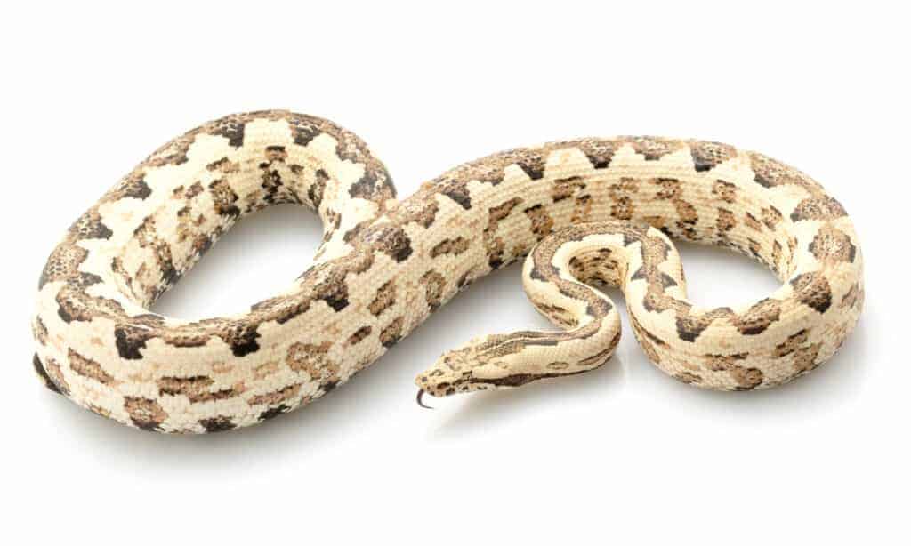 Moonglow boa- A-Z Animals