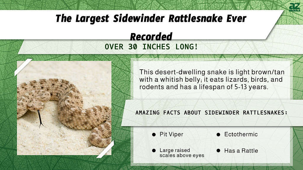 "Largest" infographic for the longest sidewinder rattlesnake every recorded.