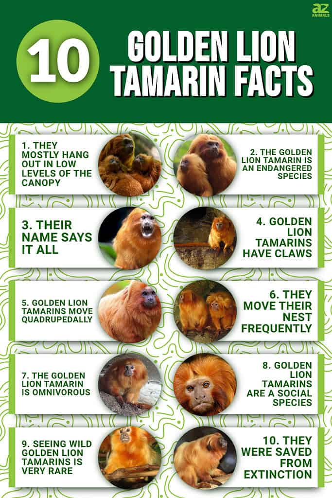 Golden-Headed Lion Tamarin Fact Sheet, Blog, Nature