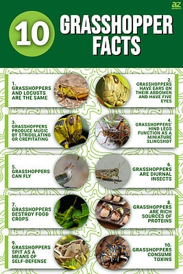 10 Incredible Grasshopper Facts - A-Z Animals