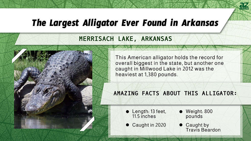 "Largest" infographic for the biggest alligator found in Arkansas.
