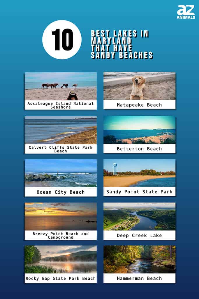 The 10 Best Lakes In Maryland That Have Sandy Beaches - A-z Animals