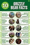 10 Key Facts About Grizzly Bears - A-Z Animals