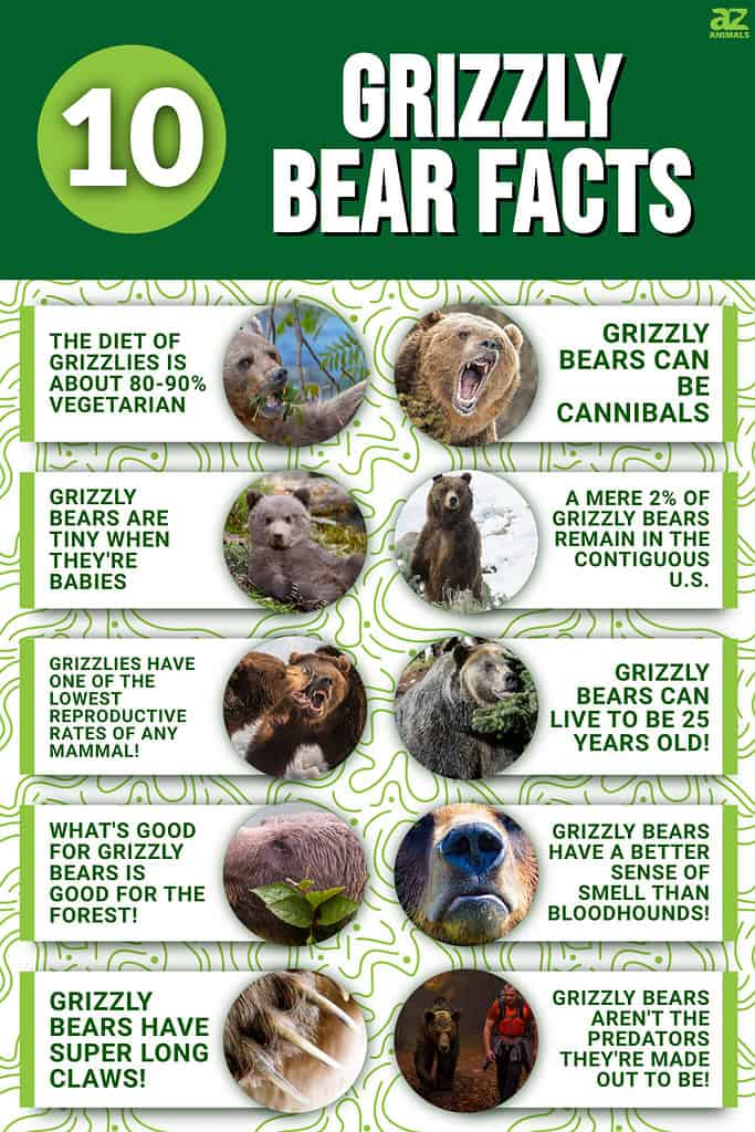 Grizzly bear, facts and photos