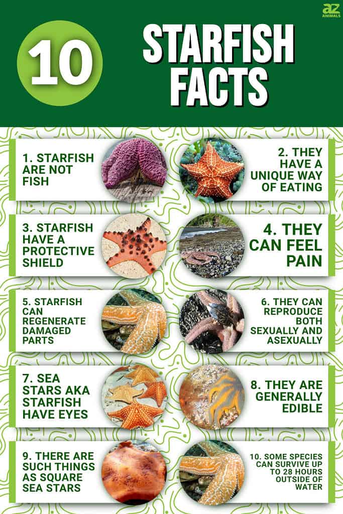 18 Starfish Facts For Kids To Spark Your Imagination AHJNN