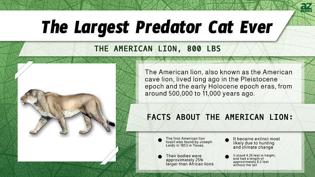 prehistoric predators american lion