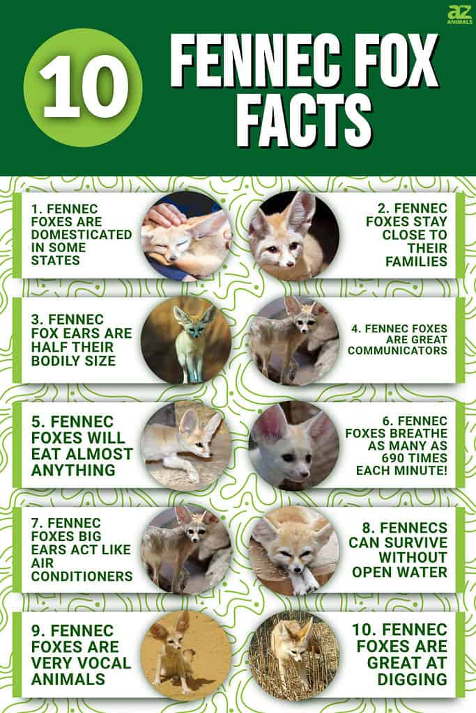 10 Fennec Fox Facts