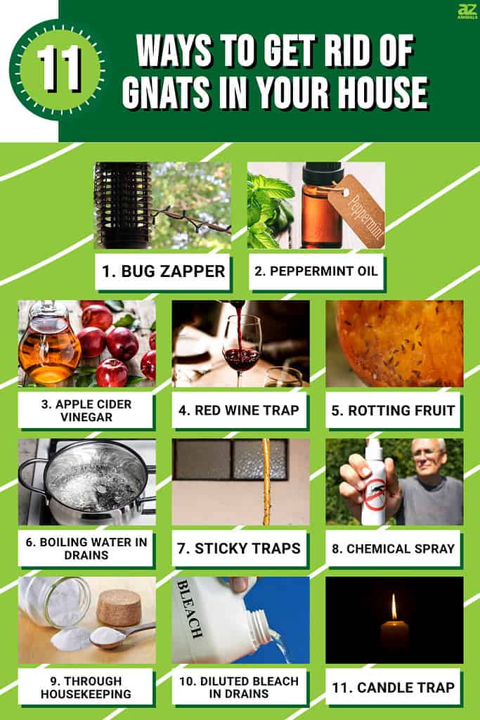 Infographic of 11 Ways to Get Rid of Gnats in Your House