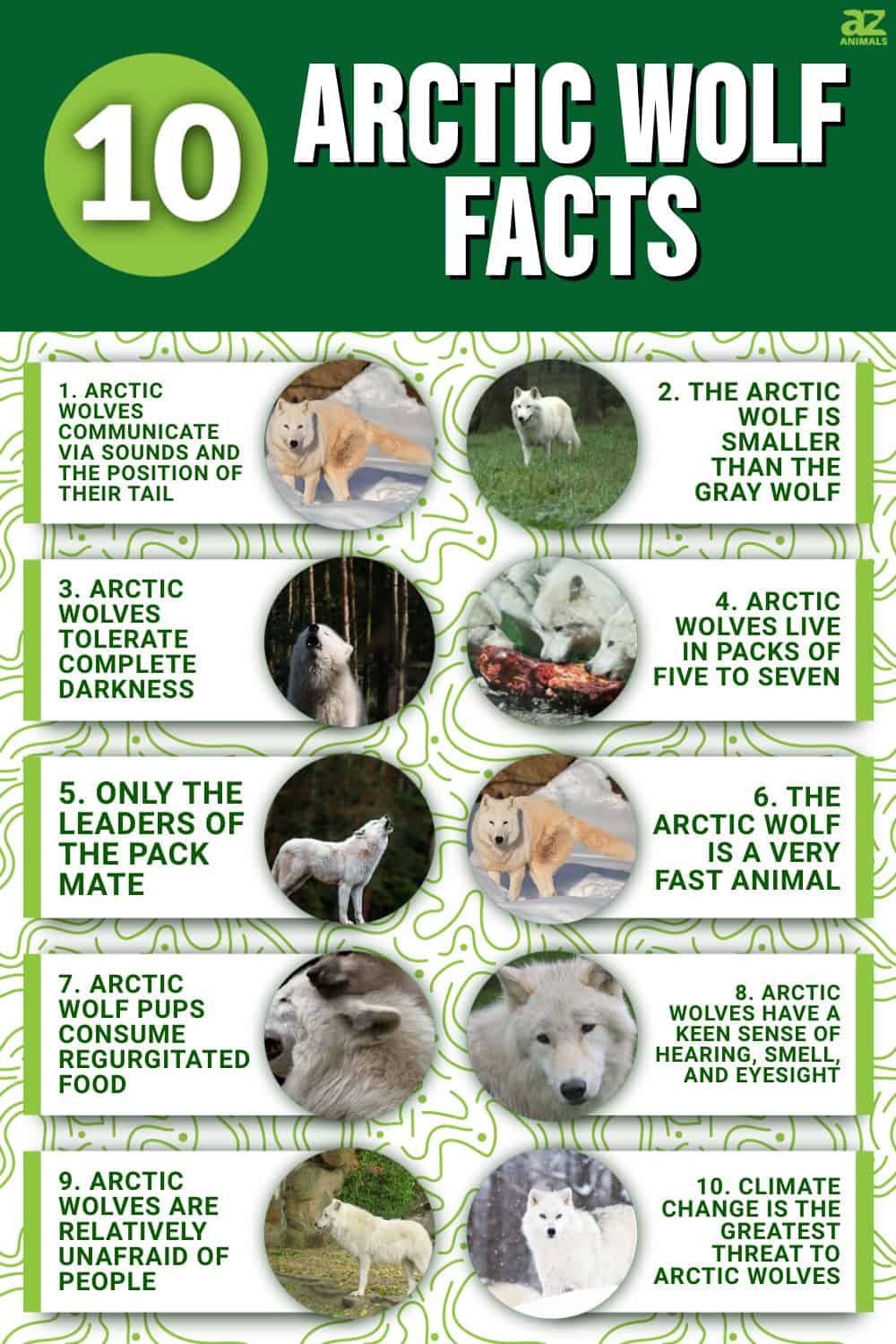 10 Incredible Arctic Wolf Facts - A-Z Animals