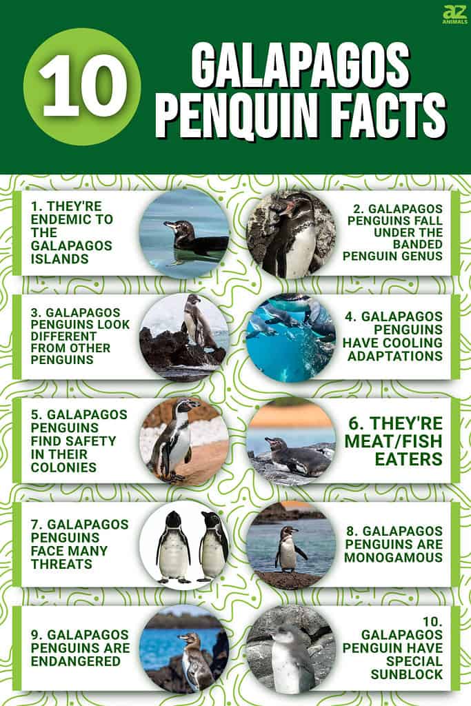 interesting habits do penguins have