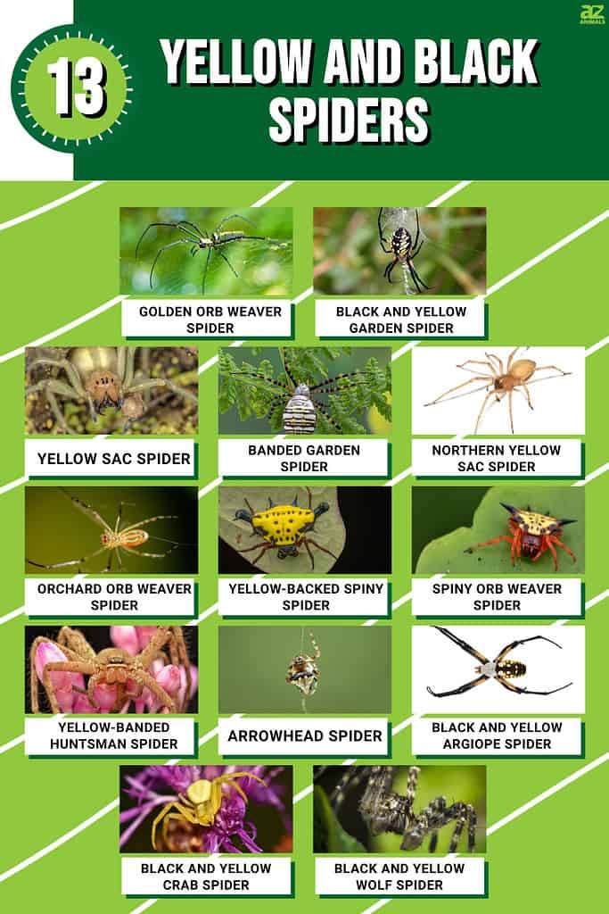 Infographic for 13 Yellow and Black Spiders