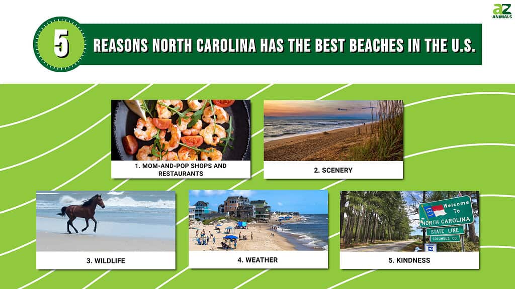 Infographic of 5 Reasons North Carolina Has the Best Beaches in the U.S.