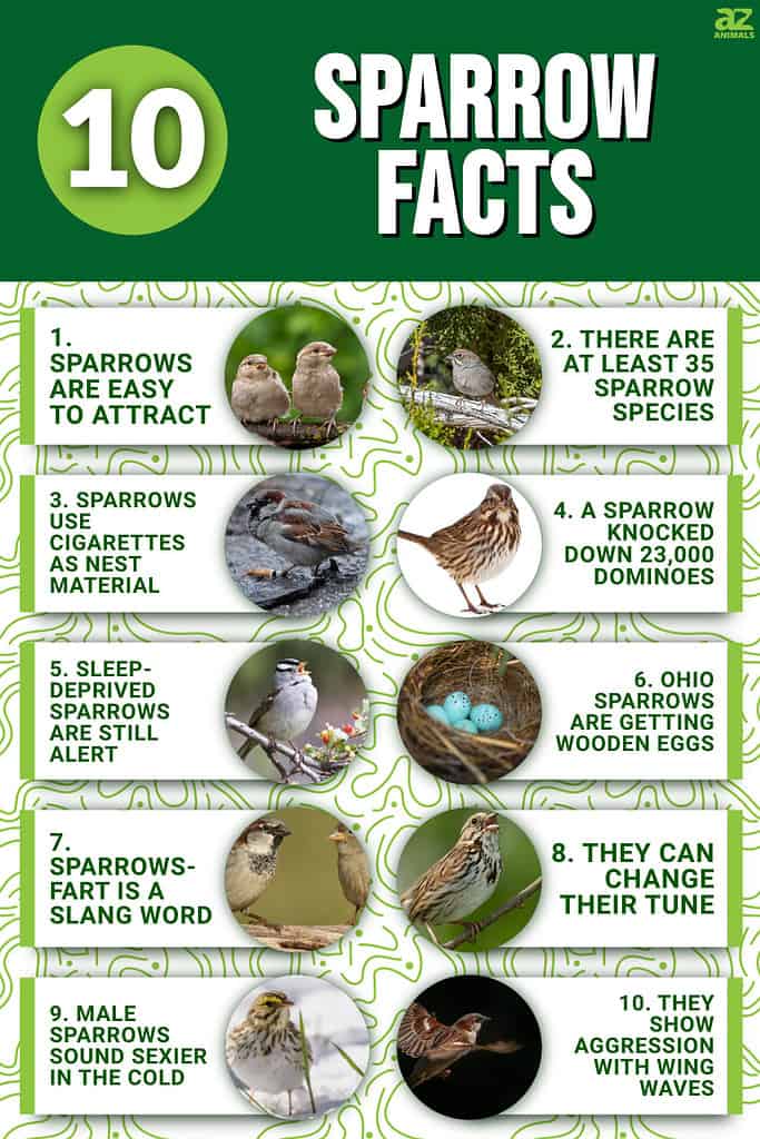 10 Sparrow Facts