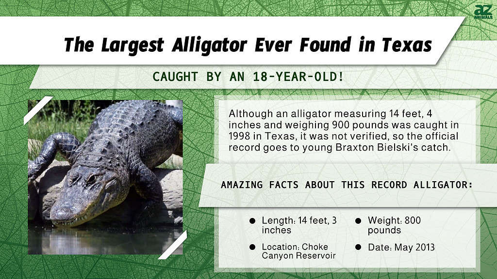 "Largest" infographic for the largest alligator ever found in Texas.