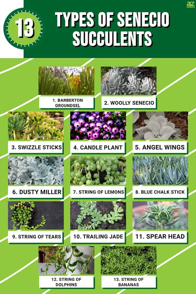Infographic of 13 Types of Senecio Succulents