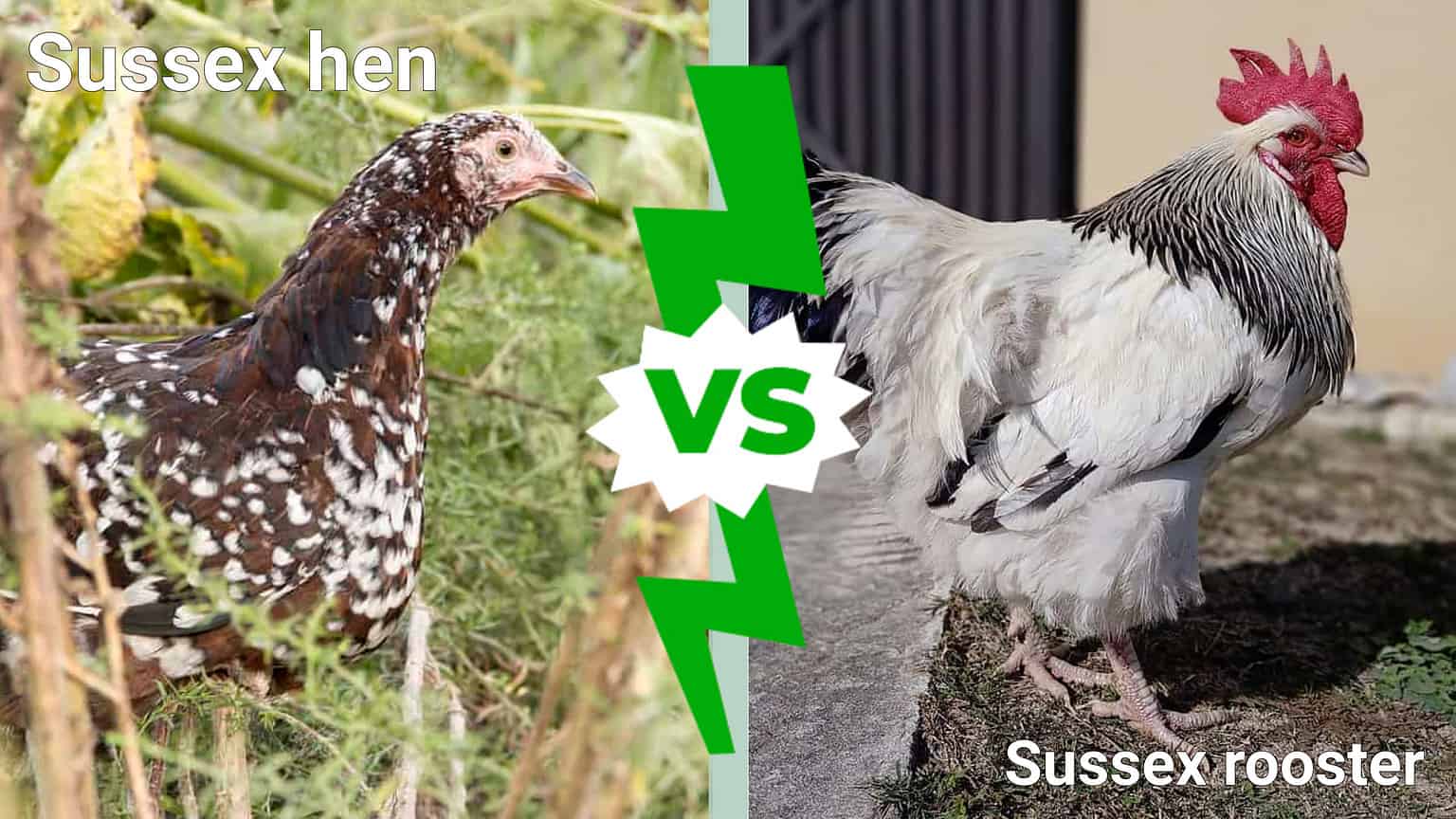 Sussex Hen vs Rooster: What Are The Differences? - A-Z Animals