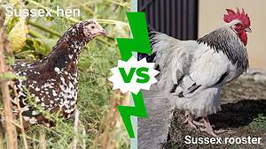 Sussex Hen vs Rooster: What Are The Differences? Picture