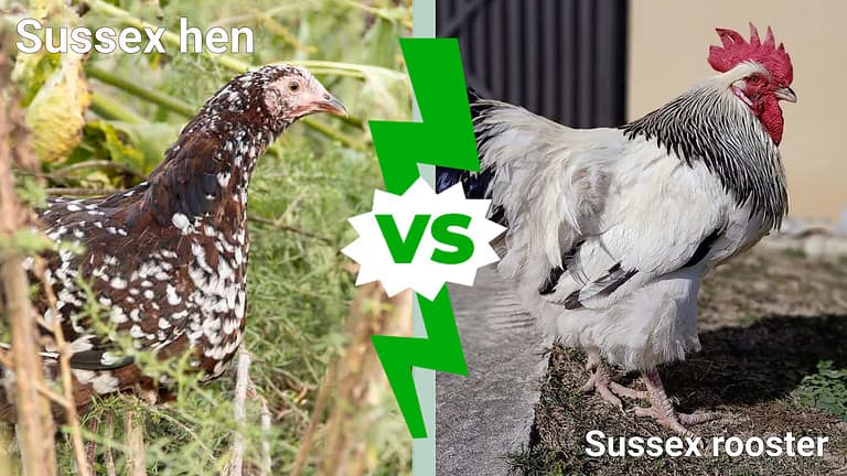 Sussex hen vs Sussex rooster