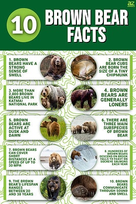 10 Incredible Brown Bear Facts - A-Z Animals