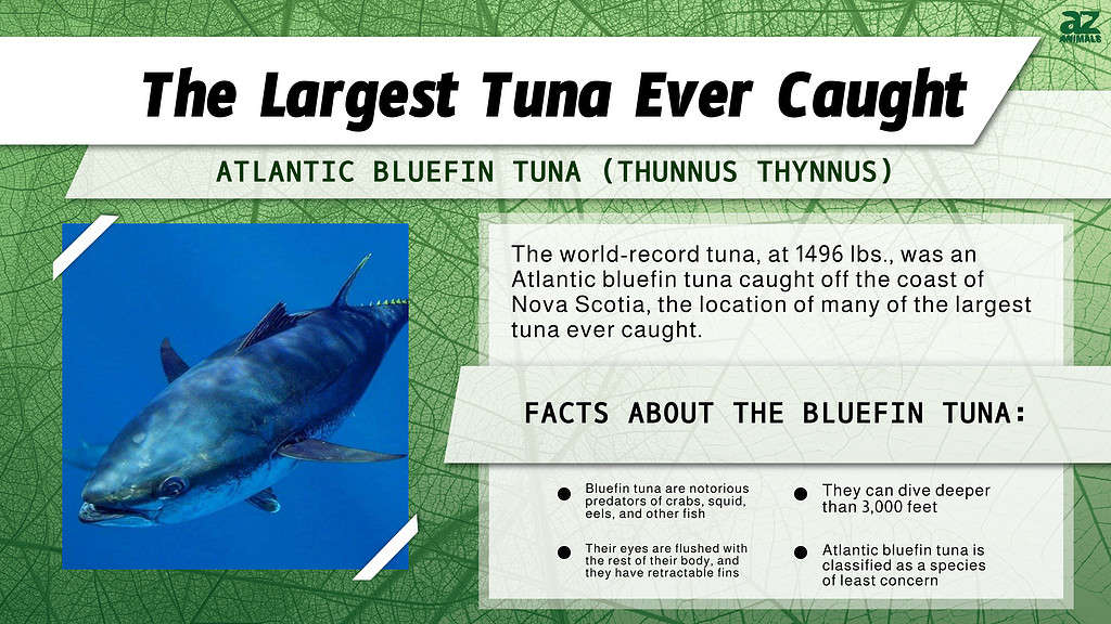 bluefin tuna record