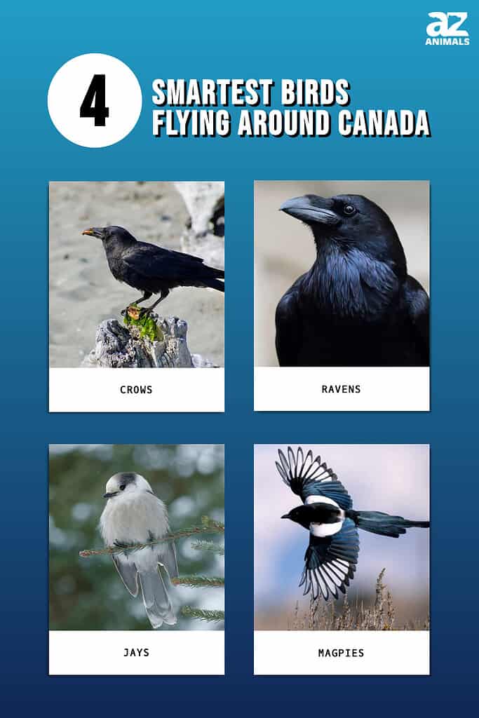 Infographic for the Top 4 Smartest Birds Flying Around Canada.