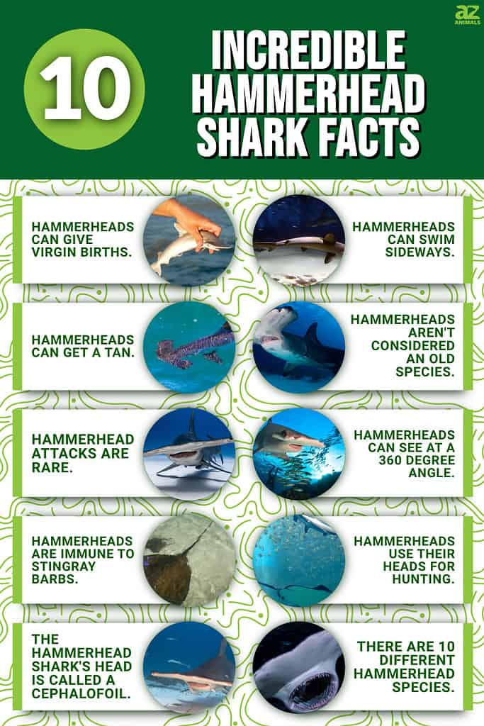 Infographic for 10 Incredible Hammerhead Shark Facts