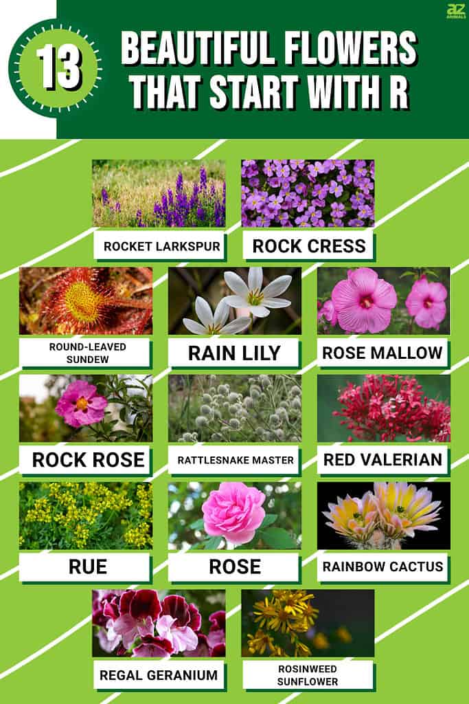 5 Small Flower Names with pictures  Flower names, Small flowers, Flower  words