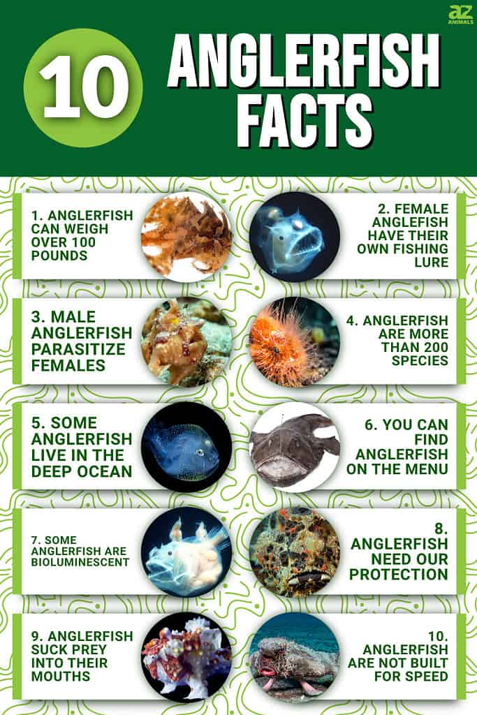 Angler Fish Reproduction Facts Female Angler Fish Reproduction KGEXP Angler Fish Reproduction Facts Female Angler Fish Reproduction KGEXP