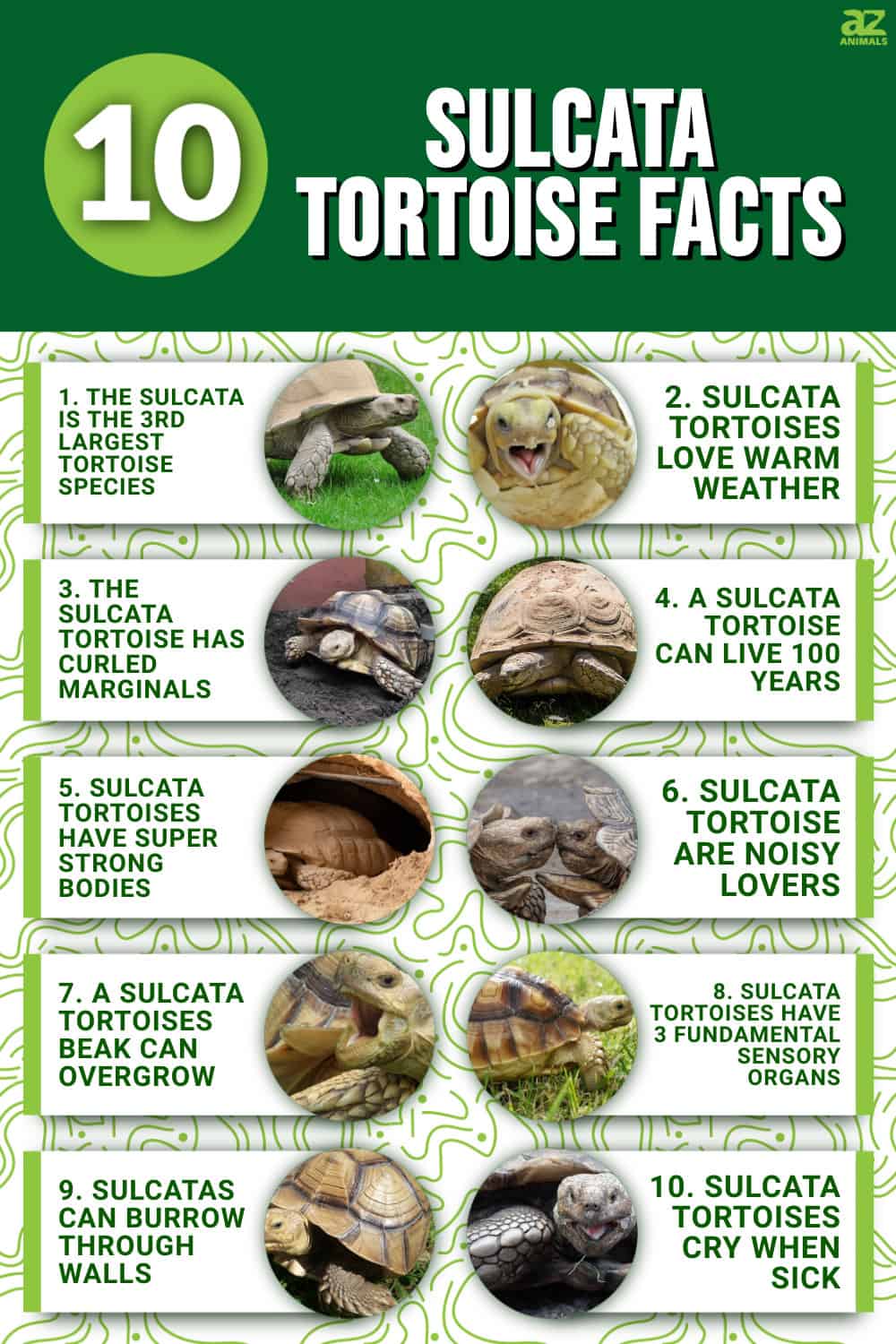 10 Incredible Sulcata Tortoise Facts - A-Z Animals